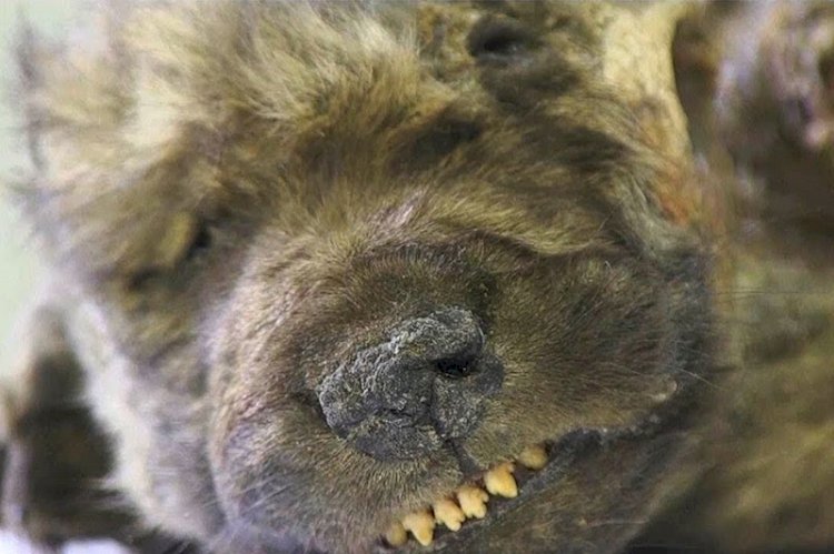 18.000 Yıllık Hayvanın Köpek Değil Kurt Olduğu Anlaşıldı
