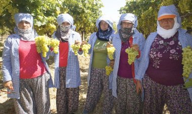 Osmanlı saray mutfağının gözdesi Çekirdeksiz Sultani Üzümün ihracat yolculuğu başlıyor