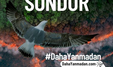 Orman Yangınlarını Önlemek Söndürmekten Daha Kolay