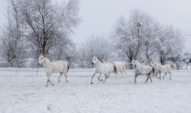“Kadın Gözüyle Hayattan Kareler” Dijital Sergileri Fotoğrafseverler ile Buluşuyor