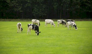 Çiftlik hayvanlarının verimliliği için bunlara dikkat