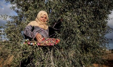 Zeytine destek artmadı: Üretici yine zorda