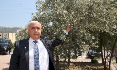 Türkiye, 2021/22 sezonunda 201 milyon dolarlık zeytinyağı ihraç etti