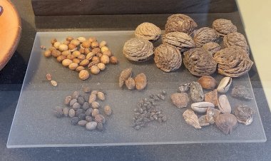 Kolezyum Kazısında Antik Roma Atıştırmalıkları Bulundu