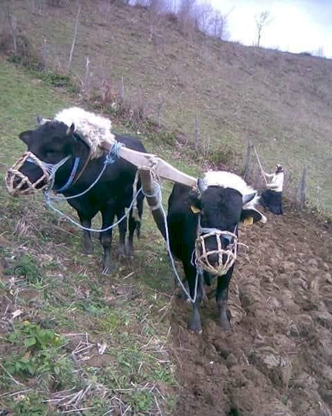 KÖYLÜ KİMDİR