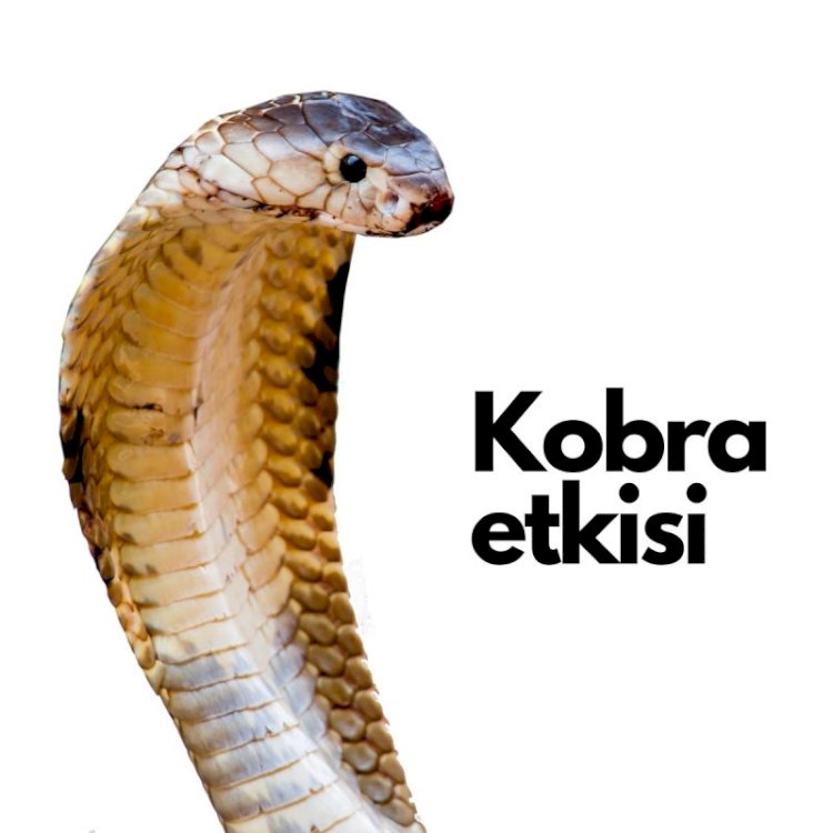 Kobra etkisi"
