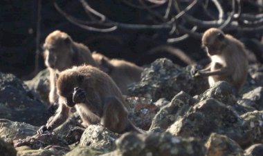 Maymunlar, Hominin Aletlerine Benzer Aletler Yapıyor