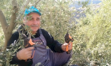 Türkiye'nin geleceği zeytin ağacının bilimsel hikayesi! - 1