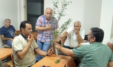 Türkiye'nin geleceği zeytin ağacının bilimsel hikayesi! - 2