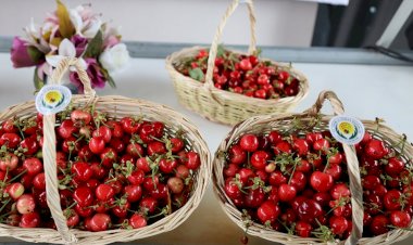 Dünya’nın kirazı Kemalpaşa’dan gidecek