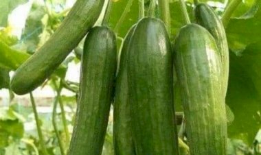 Bunları okuduktan sonra salatalığa çok daha farklı gözle bakacaksınız!