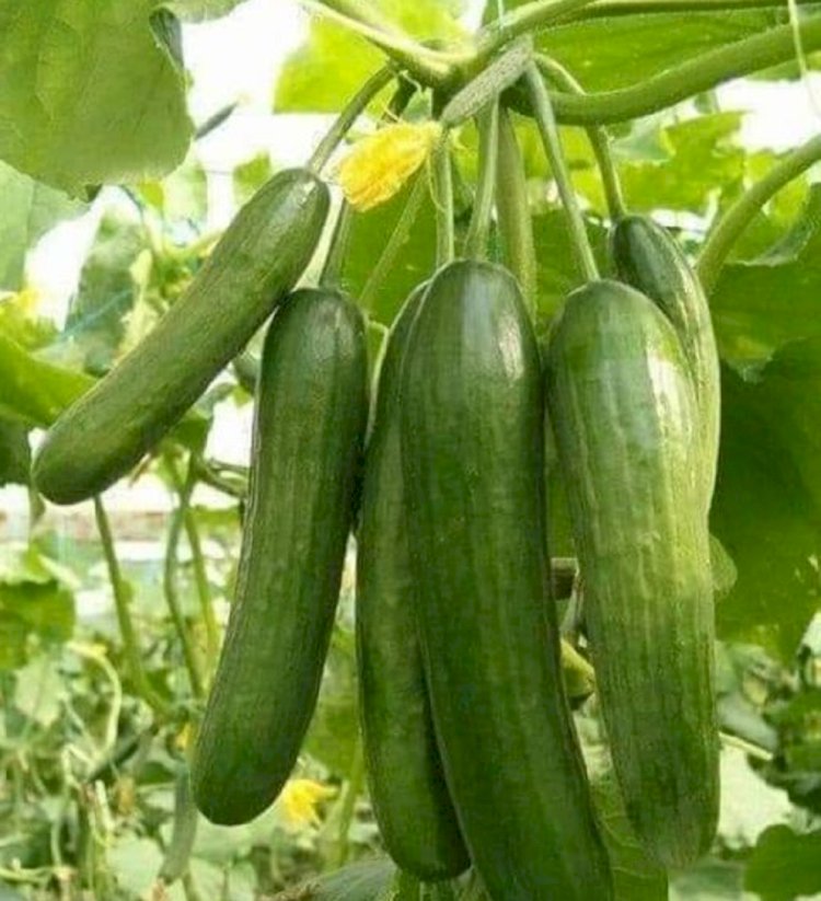 Bunları okuduktan sonra salatalığa çok daha farklı gözle bakacaksınız!
