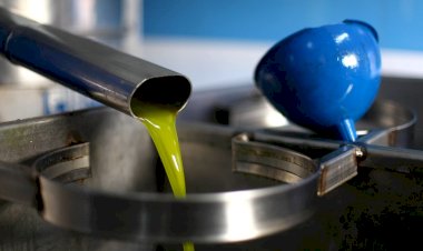 Dünyada kuraklığın vurduğu zeytinyağı fiyatları Türkiye’de neden arttı?