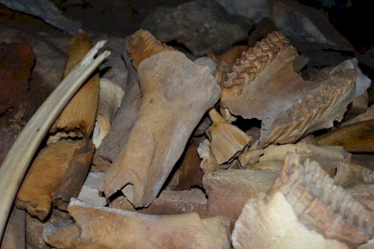 Sibirya’daki Mağarada 42.000 Yıllık Hayvanlar Bulundu