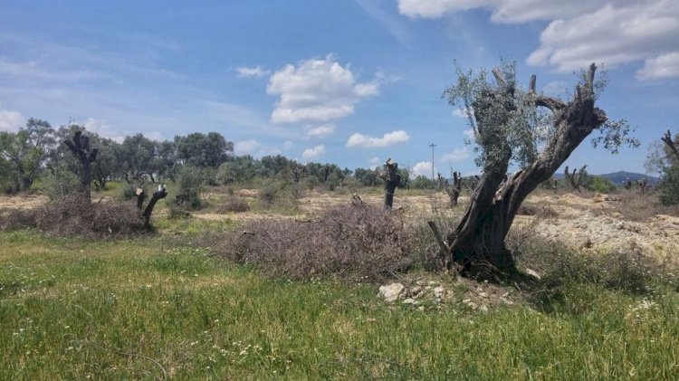 Zeytinliklere konut projesi Meclis'ten geçti: Düzenleme yasalara aykırı