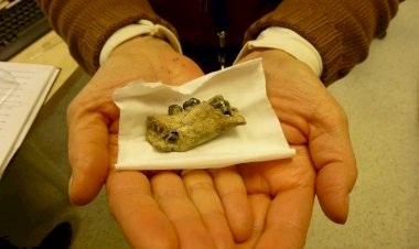 İki Milyon Yıl Önce, Homo Erectus Yüksek Rakımlarda Yaşıyordu