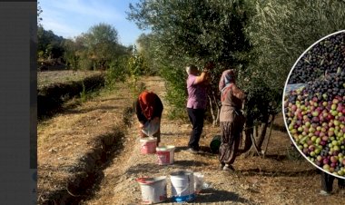 Çorum'un bu ilçesinde girişimci kadınlar zeytinyağı üretiyor