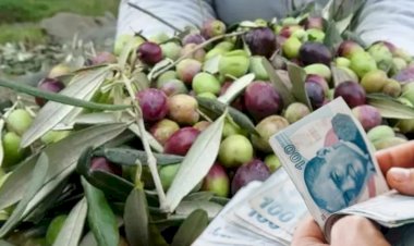 Marmarabirlik zeytin alım fiyatları belli oldu! İşte 2023-2024 zeytin taban ve tavan fiyatları