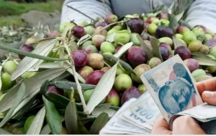 Marmarabirlik zeytin alım fiyatları belli oldu! İşte 2023-2024 zeytin taban ve tavan fiyatları