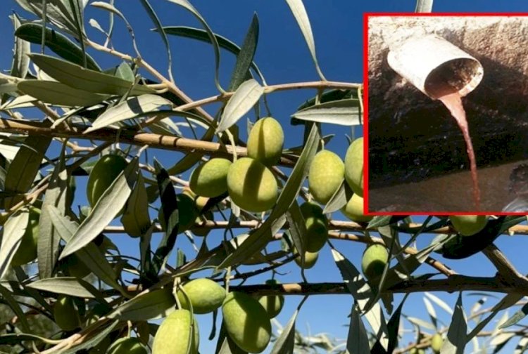 Zeytinin kara suyu hazine çıktı! Üreticiler döküp geçiyordu: