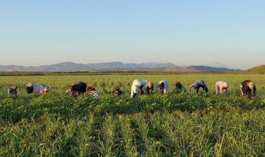 Buğday Derneği: Hatay’da tarımsal üretimde onarıcı dönüşüm için yola çıktık