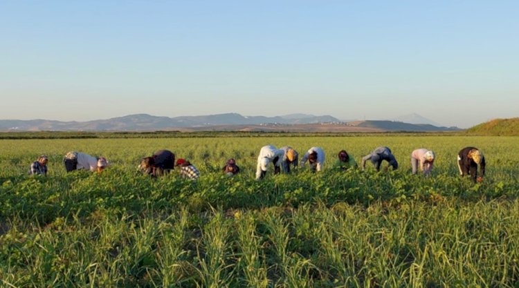 Buğday Derneği: Hatay’da tarımsal üretimde onarıcı dönüşüm için yola çıktık