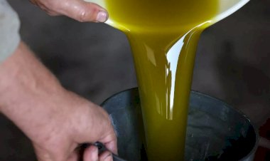 Araştırma: Her gün zeytinyağı tüketmek bunamadan ölüm riskini yüzde 28 azaltabilir
