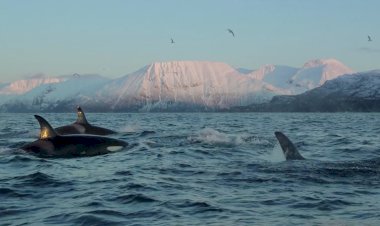 National Geographic NOW Seç-İzle Servisi Nisan Ayında ‘Dünya Günü’nü Kutluyor!