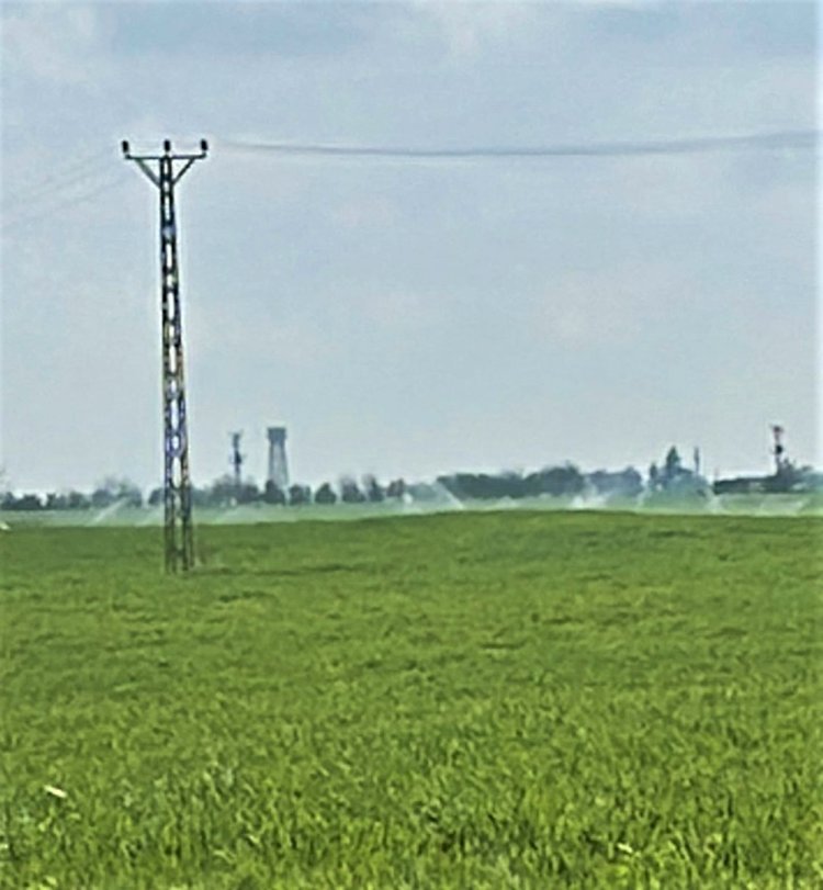 YAĞMUR YAĞARKEN BUĞDAY TARLASINI KAÇAK ELEKTRİK KULLANARAK SULADILAR