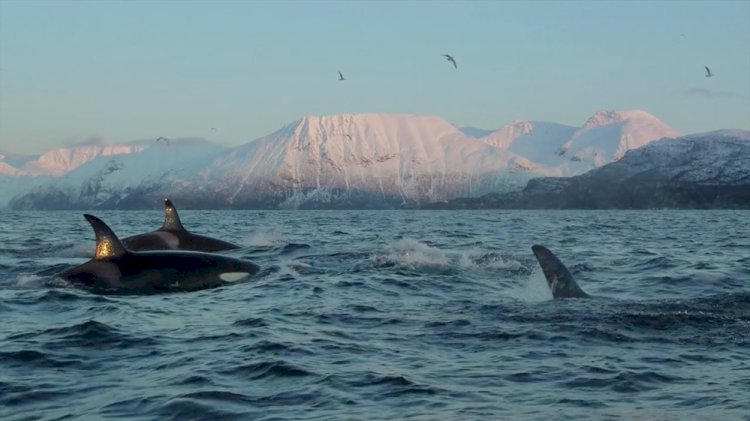 National Geographic NOW Seç-İzle Servisi Nisan Ayında ‘Dünya Günü’nü Kutluyor!