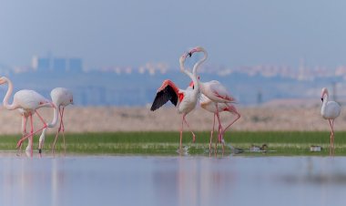 Gediz Deltası’nda Jeotermale Karşı Dava Açıldı