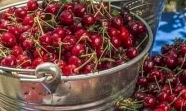ÇEKİRDEKLERİ ÇÖP TORBASINA KOYMAYIN !!!