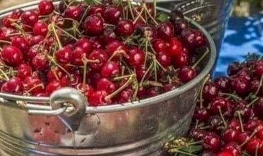 ÇEKİRDEKLERİ ÇÖP TORBASINA KOYMAYIN !!!