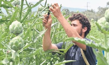 ‘Yeşil Altın’ olarak biliniyor, her köşede toplanıyor!