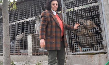 6,5 MİLYON CİVARI SAHİPSİZ KÖPEK YASAYLA KATLEDİLECEK