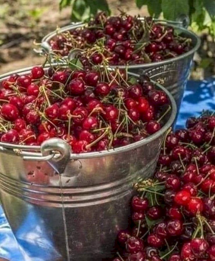 ÇEKİRDEKLERİ ÇÖP TORBASINA KOYMAYIN !!!