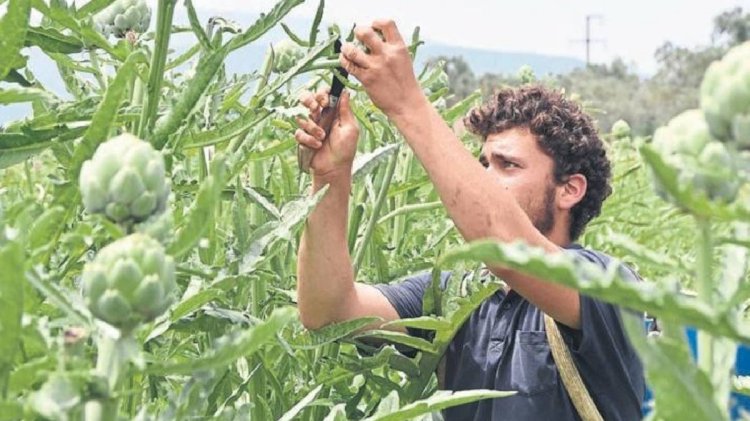 ‘Yeşil Altın’ olarak biliniyor, her köşede toplanıyor!