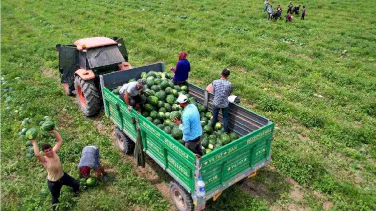 Karataş anavatanı denildi hasat için harekete geçildi!