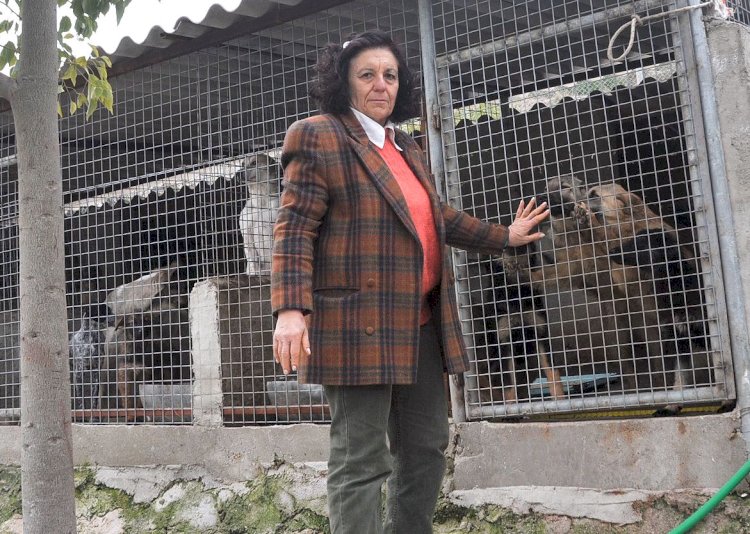 6,5 MİLYON CİVARI SAHİPSİZ KÖPEK YASAYLA KATLEDİLECEK
