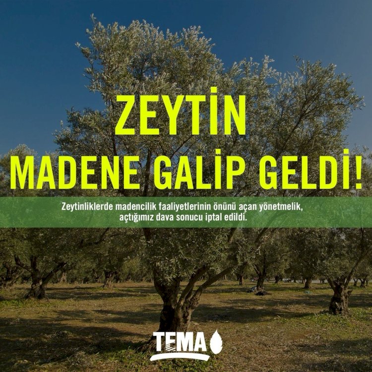 Zeytin Madene Galip Geldi