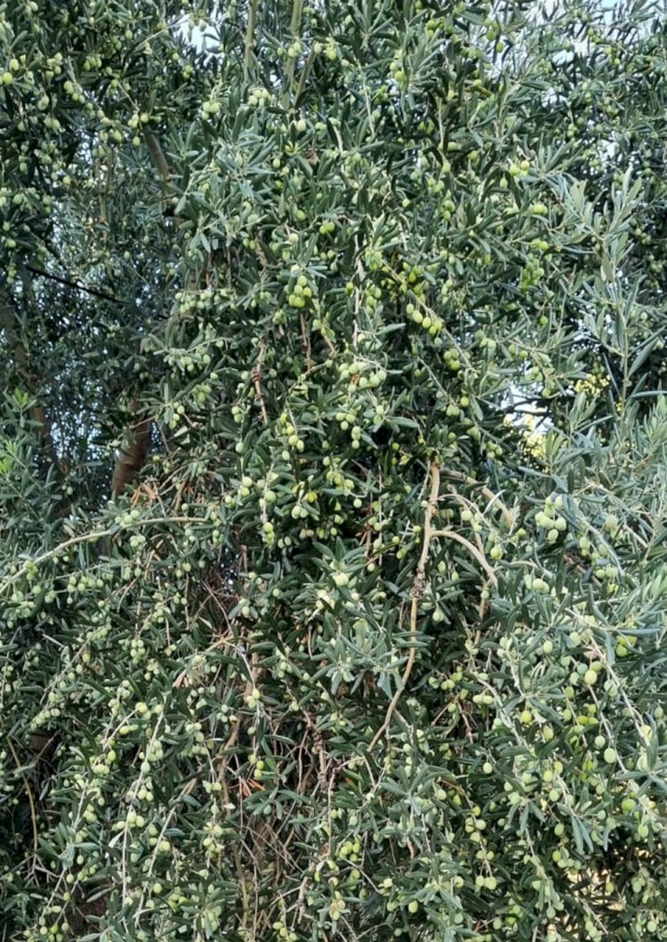 ZEYTİN HIRSIZLIĞI