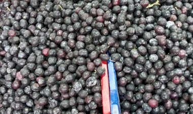 Gemlik sofralık zeytin nasıl kurulur