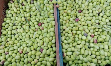 Edremit Yeşil Çizik zeytin nasıl kurulur