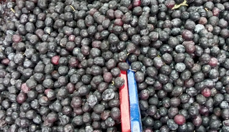 Gemlik sofralık zeytin nasıl kurulur