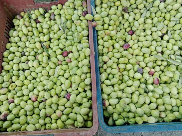 Edremit Yeşil Çizik zeytin nasıl kurulur