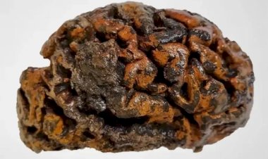 Arkeologlar Korunmuş İnsan Beyinleri Bulmaya Devam Ediyor