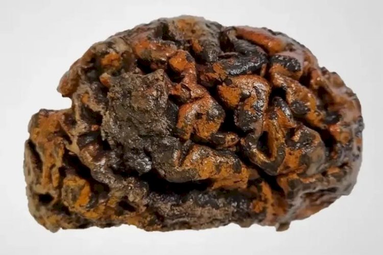 Arkeologlar Korunmuş İnsan Beyinleri Bulmaya Devam Ediyor
