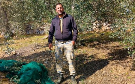BALIKESİR EDREMİT'DE ZEYTİN BAHÇELERİNDE ARTAN HIRSIZLIK VAKALARI ENDİŞE YARATIYOR