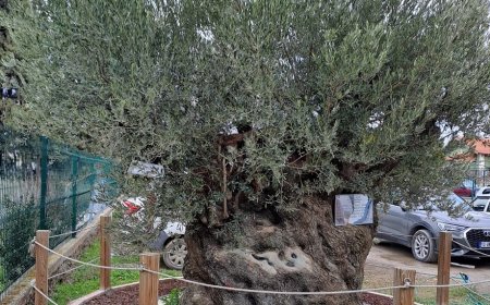 Edremit’te Taşınan Zeytin Ağacı Yeni Yerini Sevdi: İlk Hasatta 5 Kg Ürün Verdi