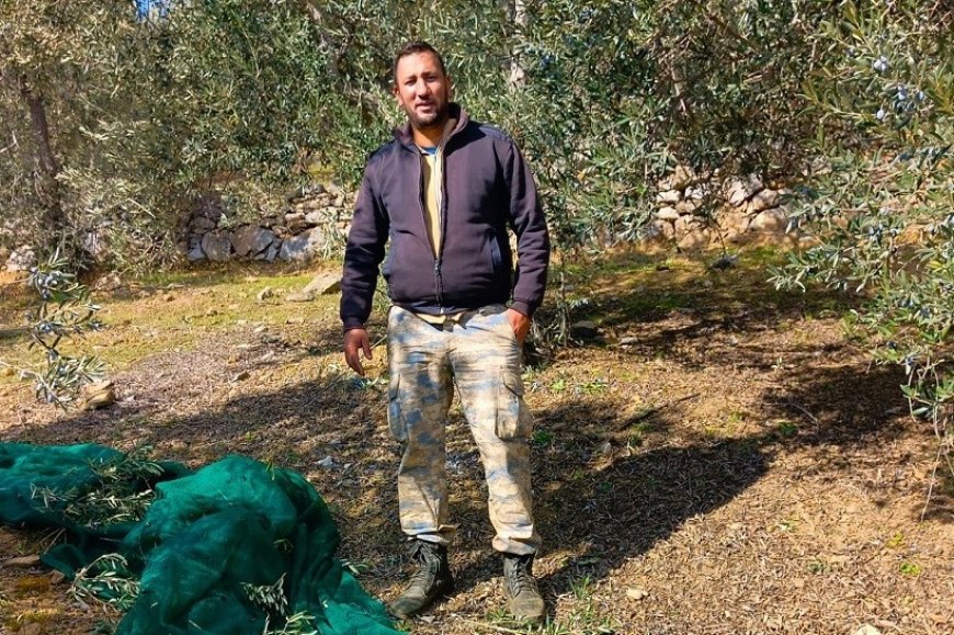 BALIKESİR EDREMİT'DE ZEYTİN BAHÇELERİNDE ARTAN HIRSIZLIK VAKALARI ENDİŞE YARATIYOR